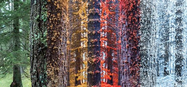 forest trees transitioning through the seasons